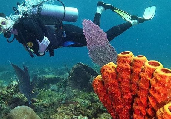 visit_tobago_beyond_tobago_undersea_tobago-min.jpg?itok=bBwG5JT9